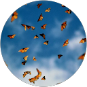 Luziana Peixoto profile picture